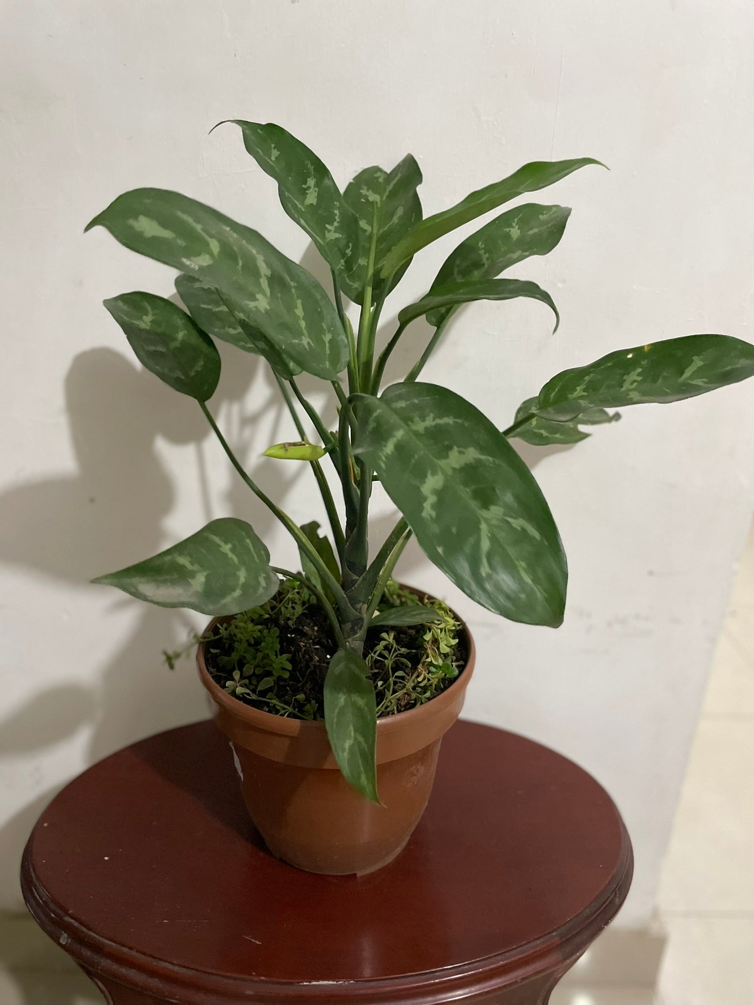 Aglaonema "Cafeto"