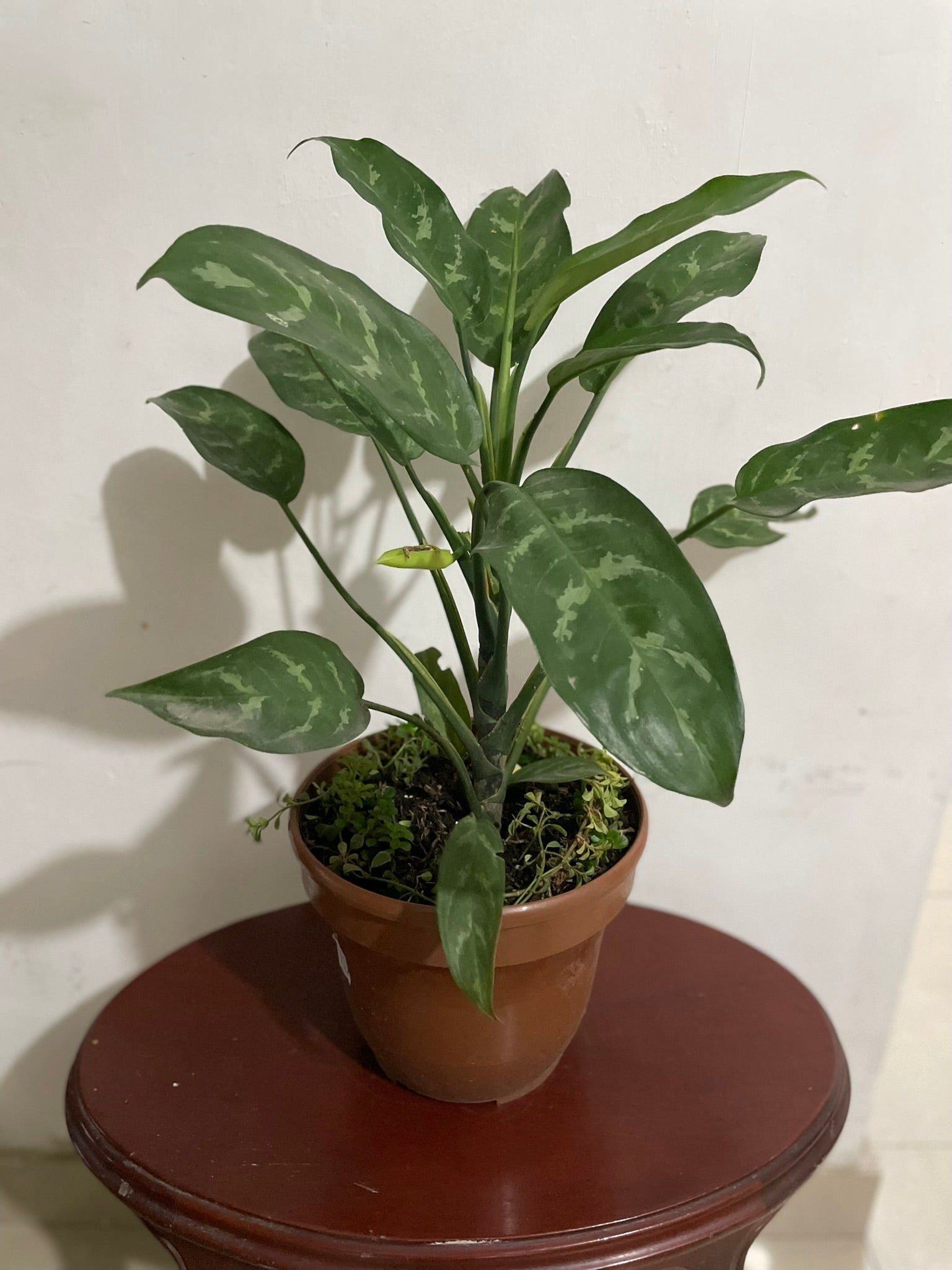 Aglaonema "Cafeto"
