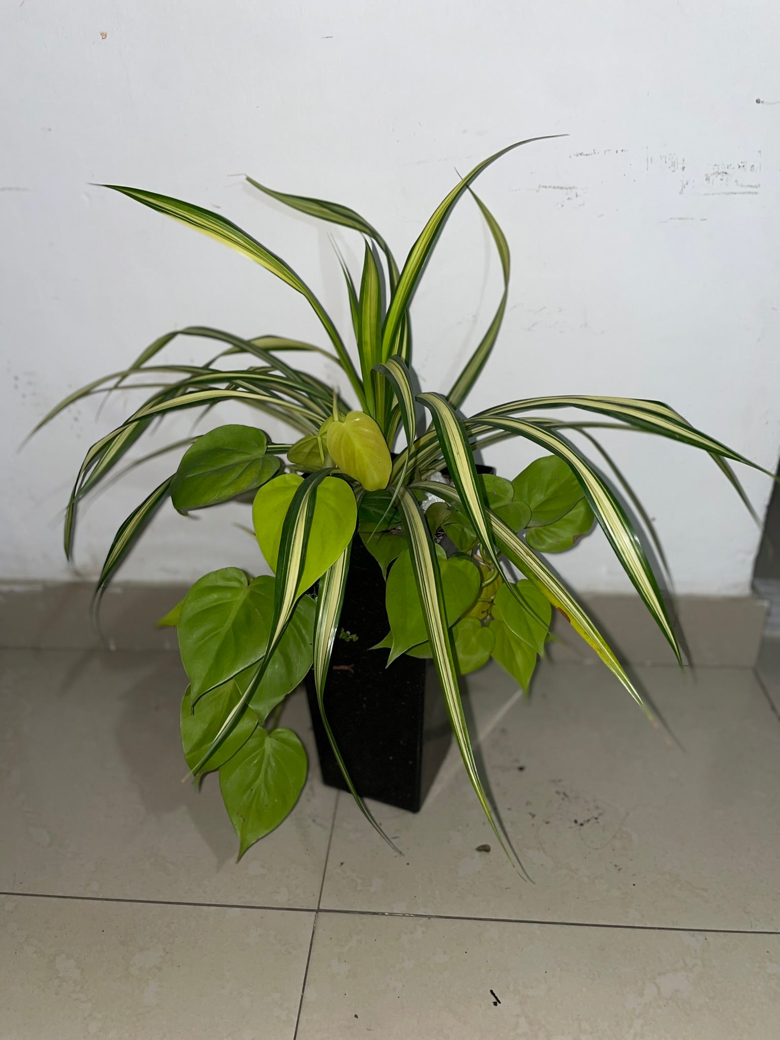 Araña Hawaiana + Cordatum Limón