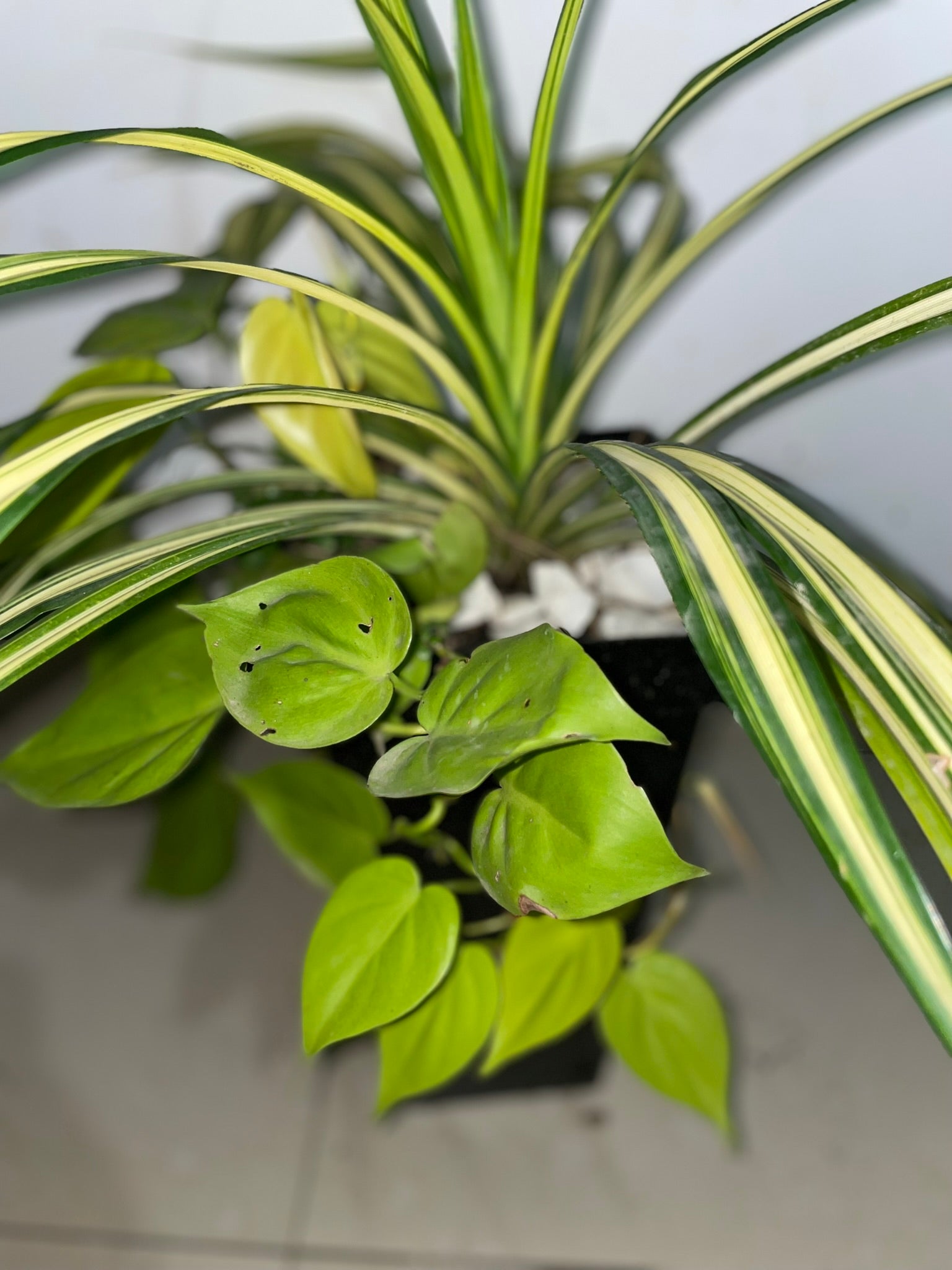 Araña Hawaiana + Cordatum Limón