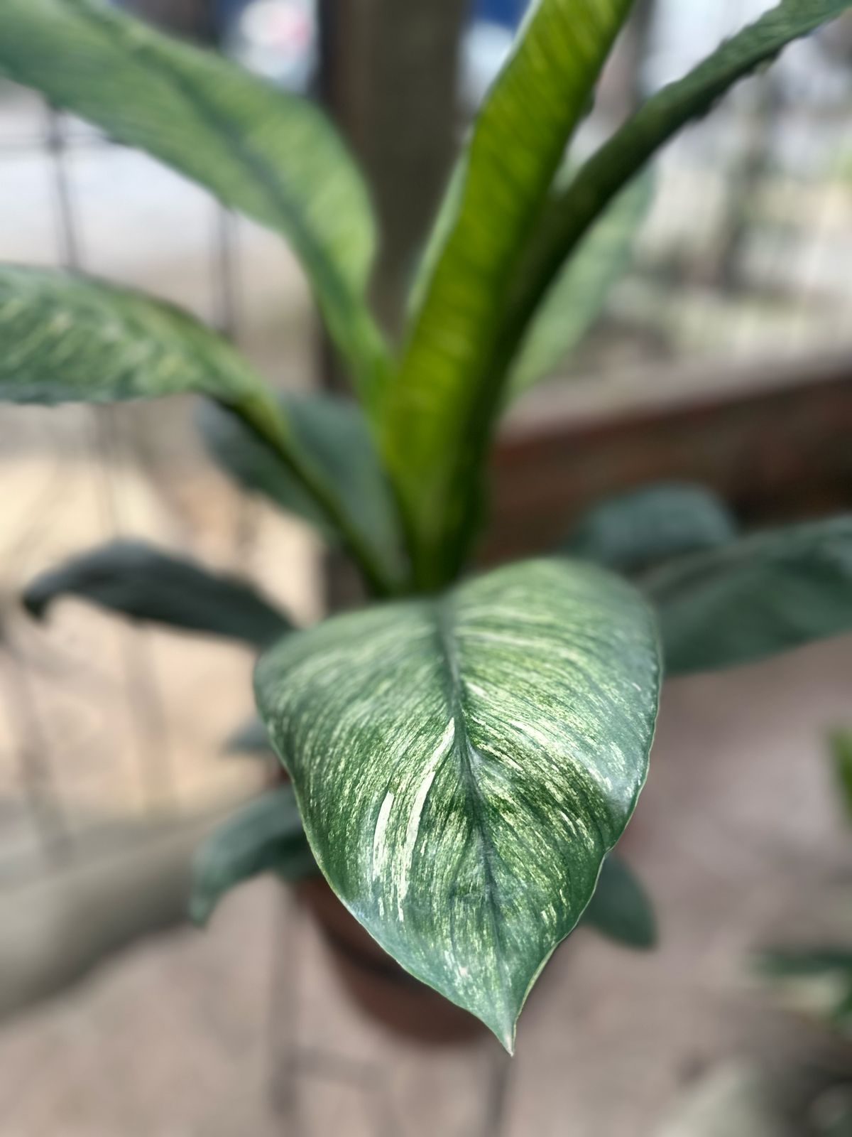 Garza Variegada (en bolsa)