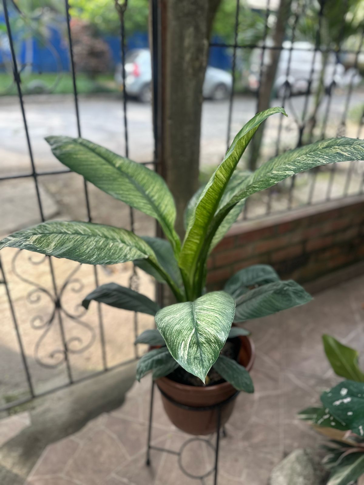 Garza Variegada (en bolsa)